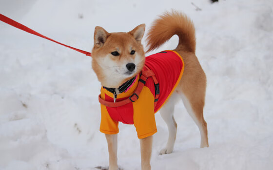 乐鱼体育平台app下载-【能力值突破】奥沙利文高效训练教程，提升攻防一体技能，奥沙利文难度清台