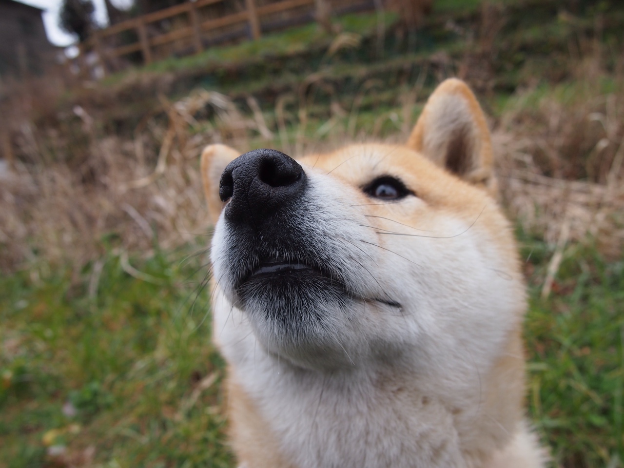 【自动判决系统】挥杆瞬间由科技“定夺”,未来已来?,自动裁判