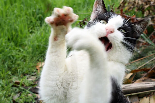 威廉姆斯表示:“这是我为之奋斗的梦想”,威廉姆斯先生,我就不拐弯抹角了