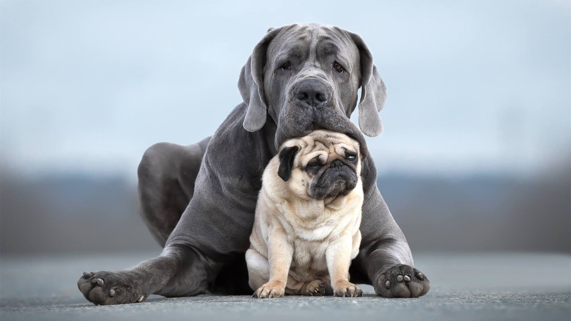明星对决：张伟砍下31分，场上如日中天！，明星看张伟丽比赛