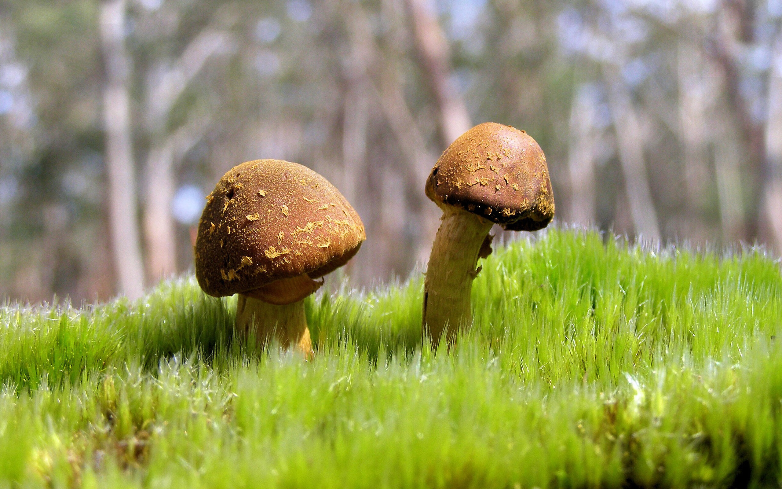 比赛背后:裁判判罚的细节解析,裁判过程