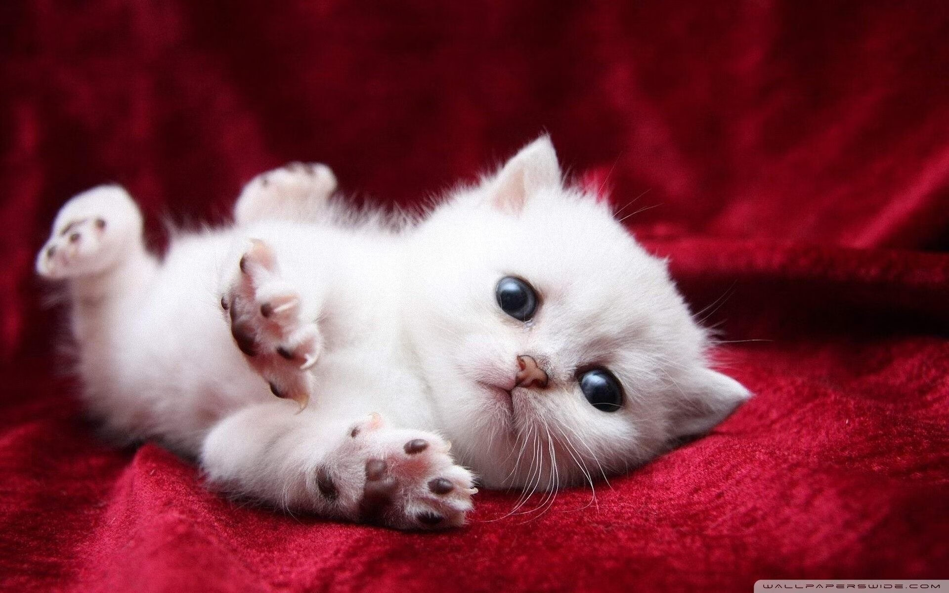 乐鱼电竞在线平台-社交媒体互动：车迷投票选出最喜欢的赛季瞬间，车迷爱好者介绍