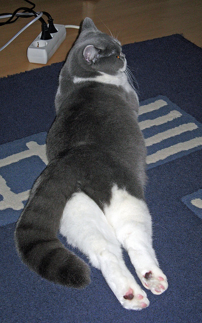 leyu乐鱼-美国反曲弓男队在世界大学生射箭锦标赛中获得金牌，男子反曲弓团体赛