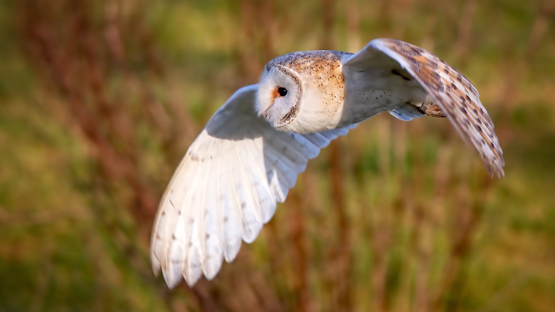 美国反曲弓男队在洲际射箭锦标赛中夺冠,国际反曲弓比赛规则