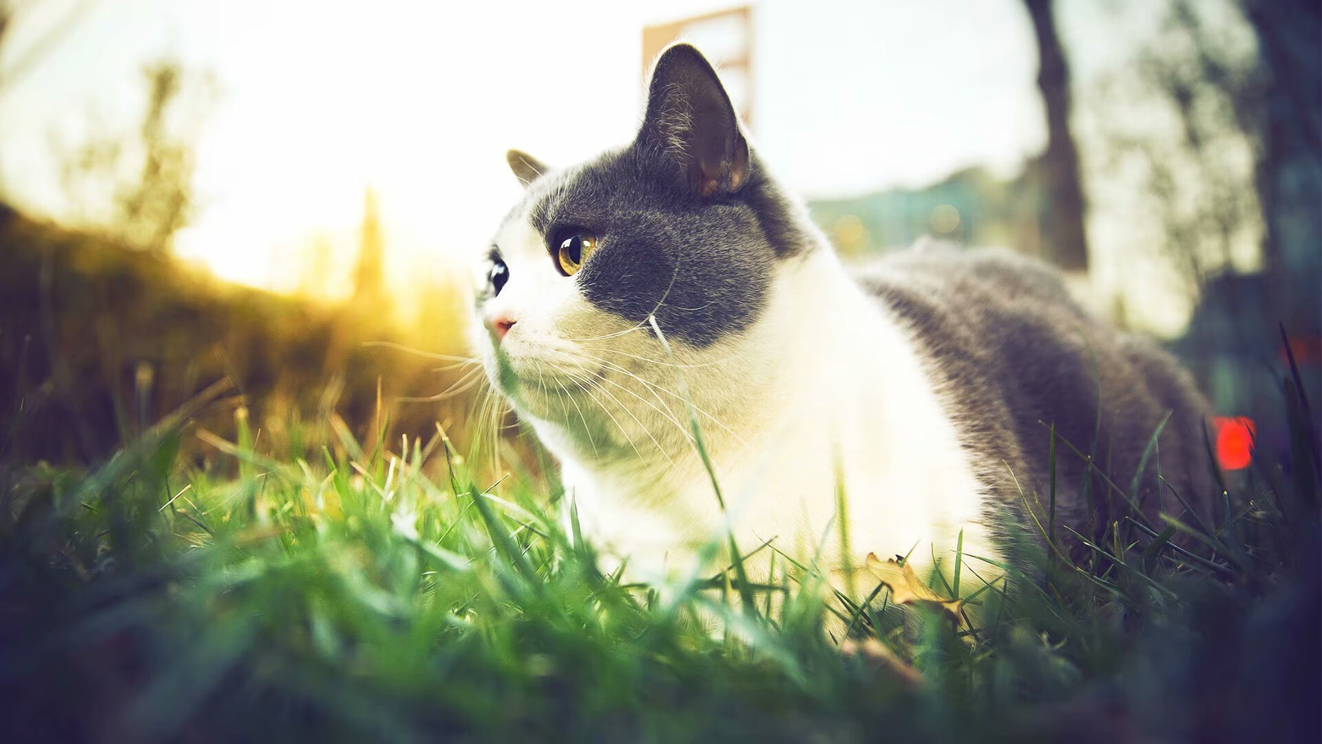 乐鱼娱乐app-兰斯击败昂热，结束不胜苦情取得宝贵三分，兰斯必杀