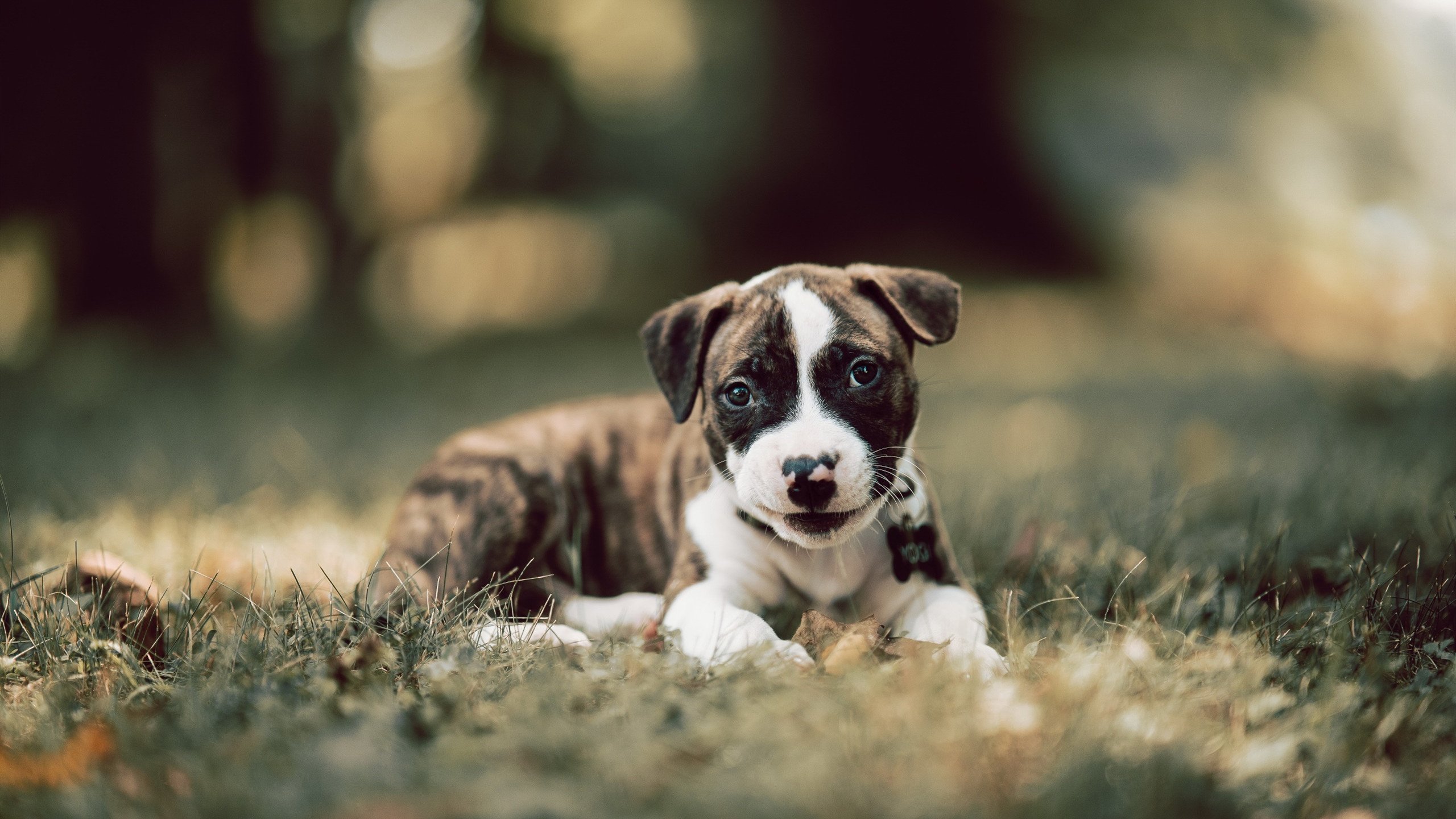 乐鱼体育登录-勒沃库森客场惜败，积分暂时稳定，勒沃库森球员图片