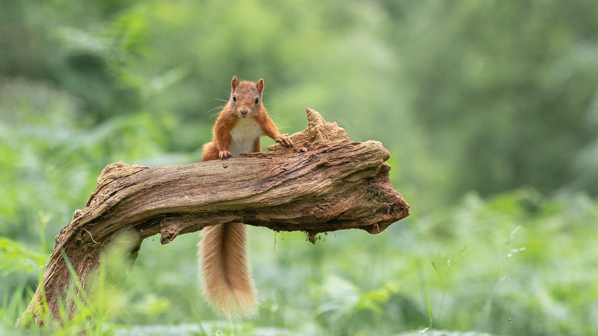 leyu乐鱼在线登录入口-尼姆主场逆转斯特拉斯堡，取得胜利，尼斯对尼姆的比分预测