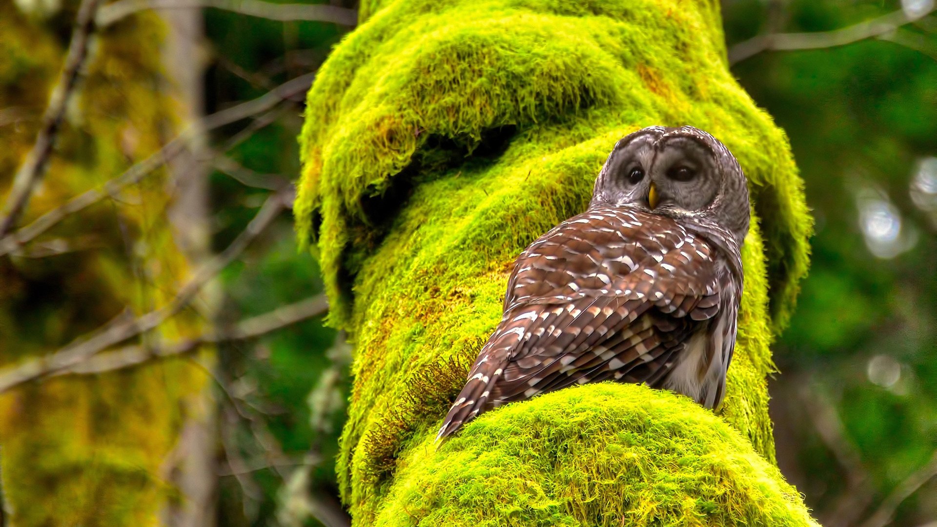 乐鱼app-日本队教练组注重细节调整，日本男队教练