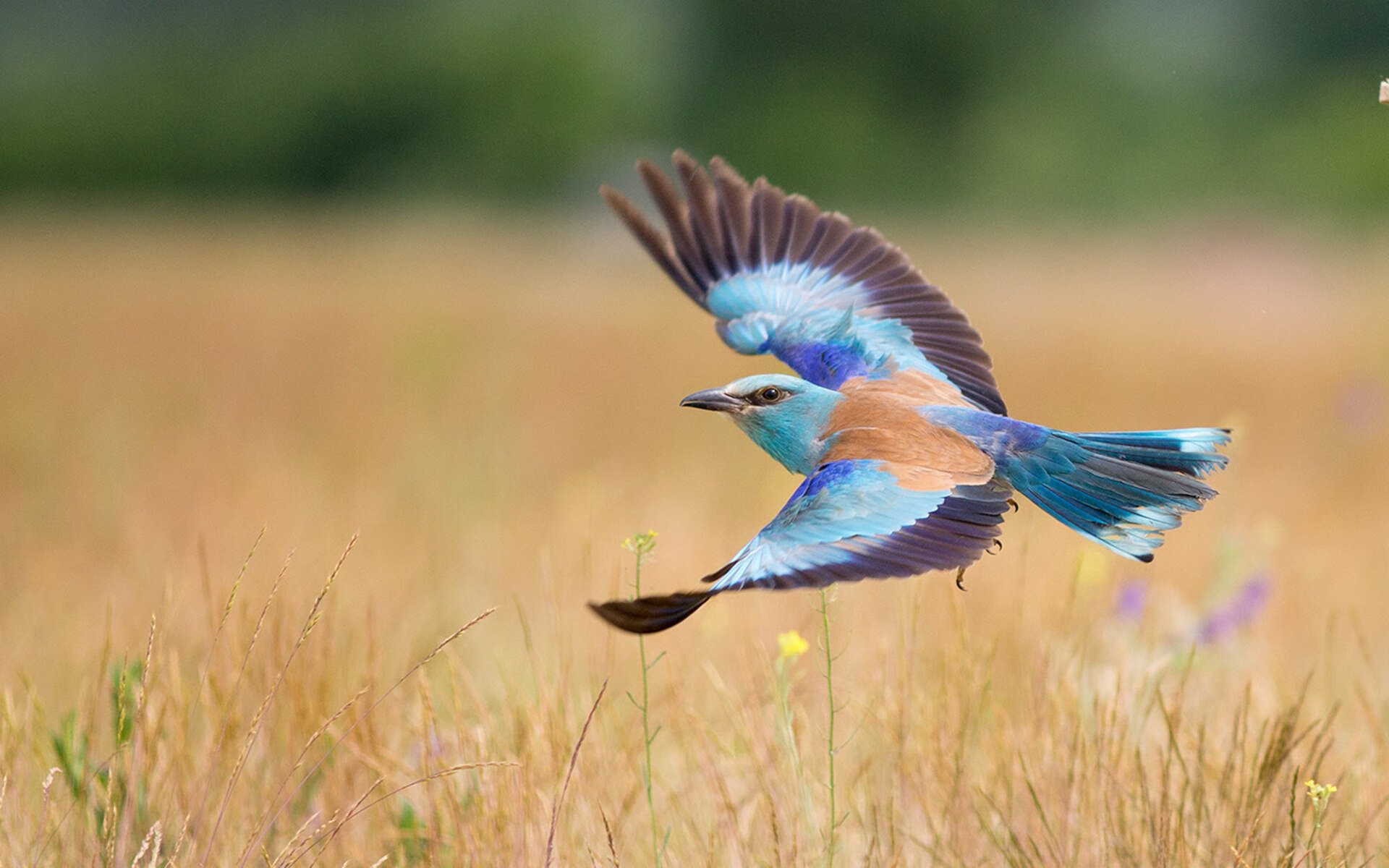 诺瓦克·德约科维奇赢得2024年澳网冠军,德约科维奇历届澳网成绩