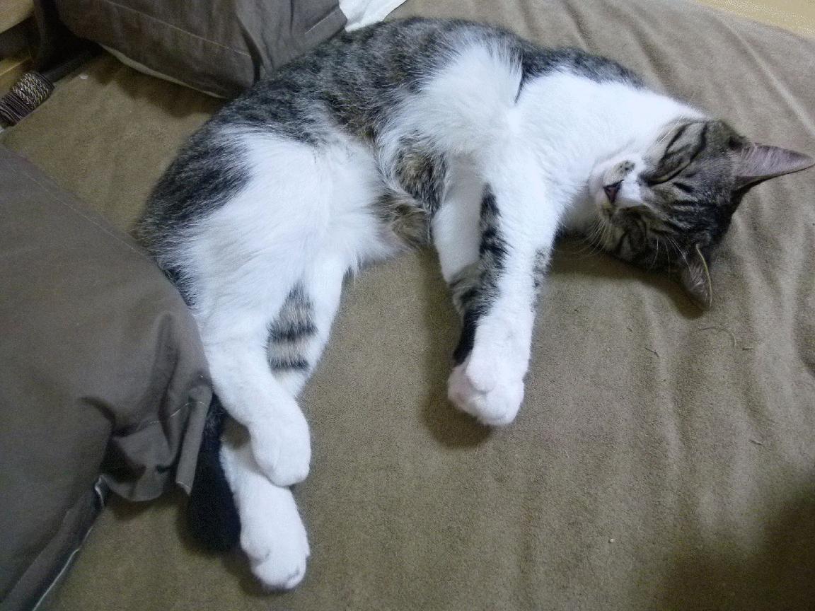 首尔SK骑士赛季连胜提升士气,首尔sk骑士直播