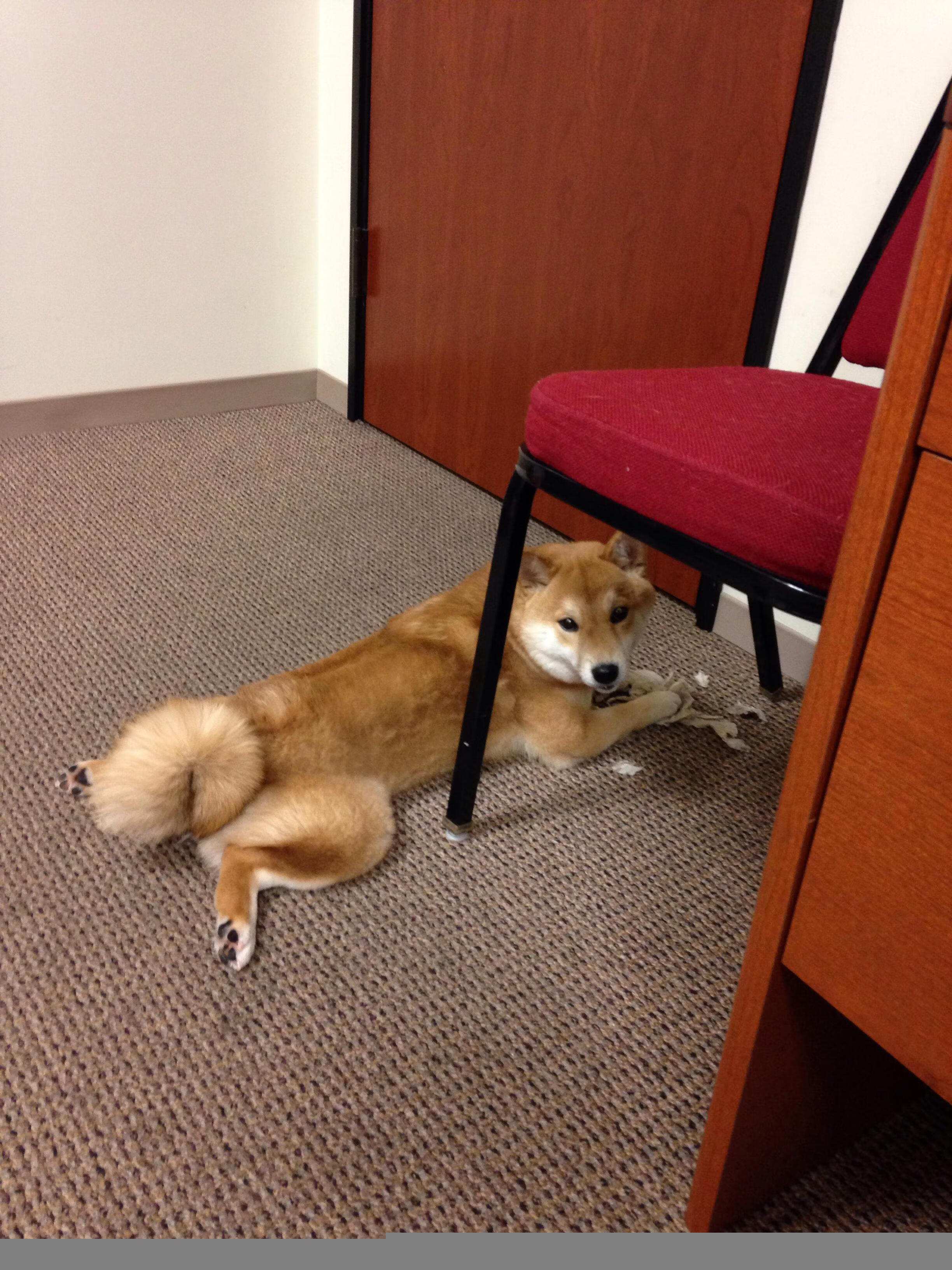 “高新区全民健身馆:短柄墙球比赛充满变数,选手智勇双全,惊艳全场”