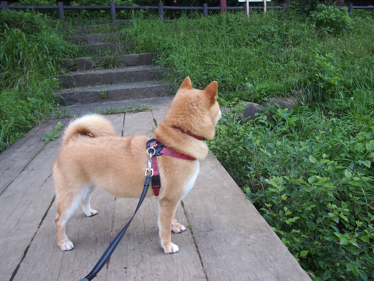 国际乒联混合团体世界杯赛制深度解析：德国队面临哪些考验，国际乒联 世界杯