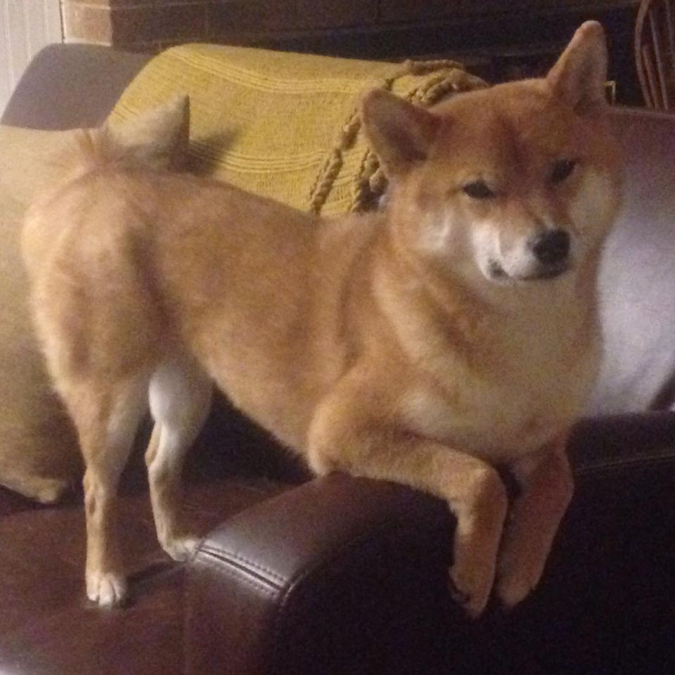 校园足球赛事促进学生全面发展,开展校园足球的可行性