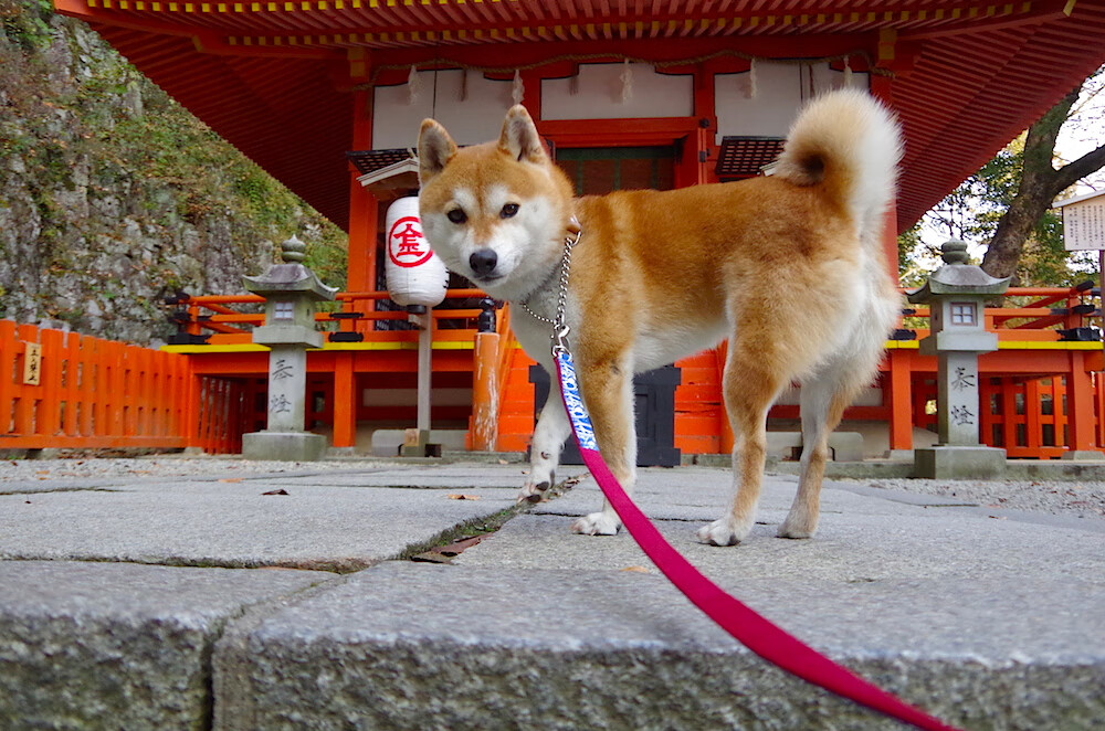 电子竞技助力数字体育产业快速发展,电子竞技传统体育