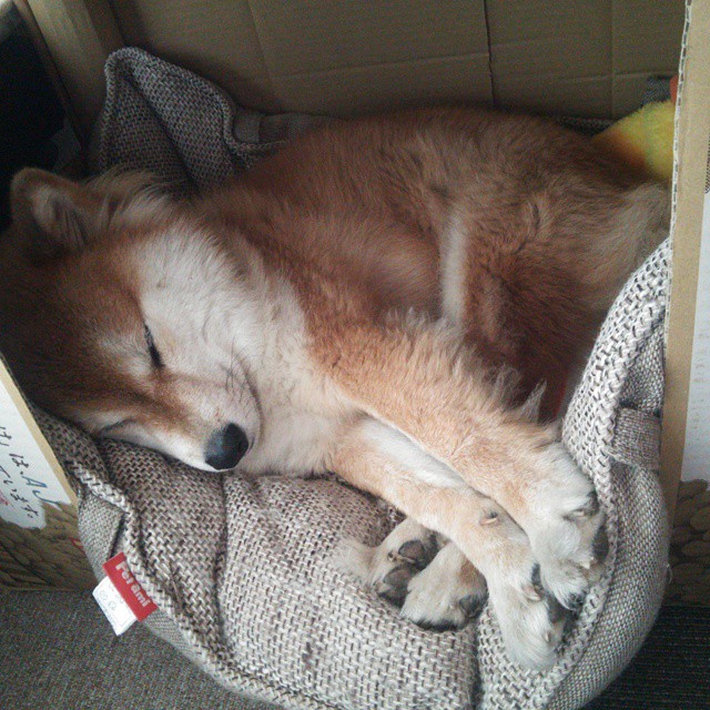 塞尔维亚女篮在欧洲锦标赛中不断突破，争夺最高荣誉，塞尔维亚女蓝