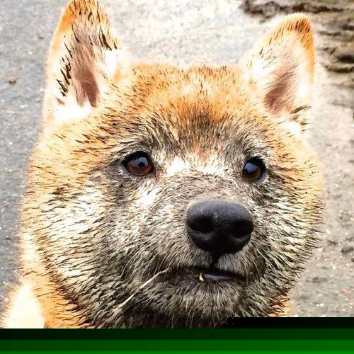 弗朗索瓦·斯图尔特:为南非队保驾护航,成为中场绝对核心,弗朗索瓦德尔萨特