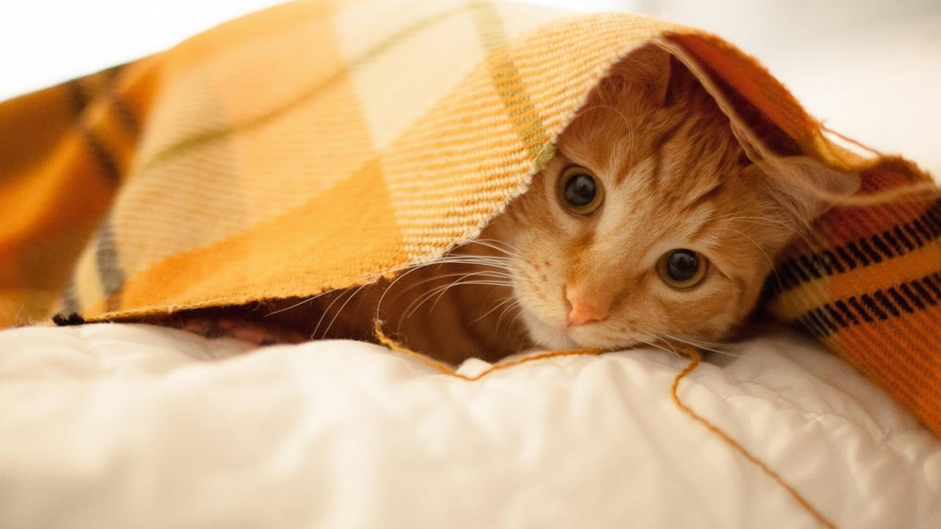 乐鱼电竞· (中国)官方网站-格林伍德凭借全面的防守技巧，让袋鼠队在比赛中占据主动，格林伍德什么水平