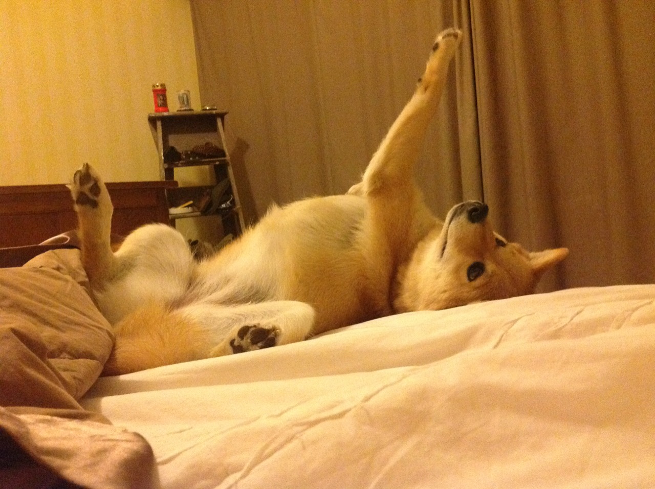 苏格兰橄榄球依靠青训系统崛起，未来更具竞争力，苏格兰场受训