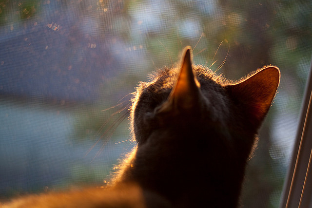 英格兰橄榄球市场前景吸引企业资本关注,英式橄榄球官网
